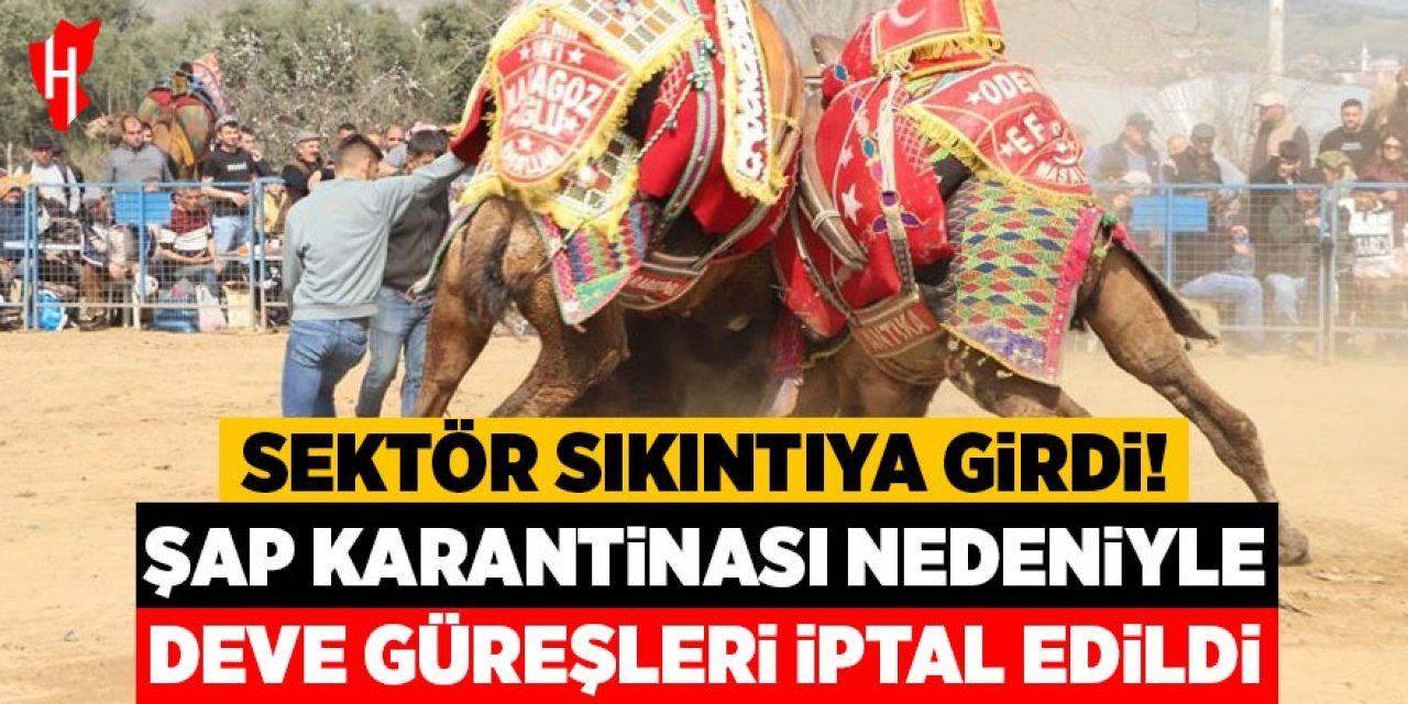 Şap karantinası nedeniyle iptal edilen deve güreşleri sektörde sıkıntıya neden oldu