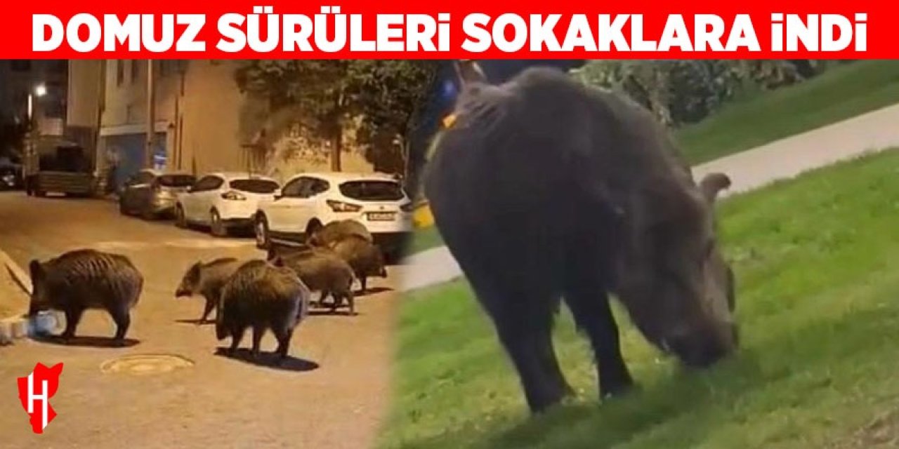 Domuz sürüleri sokaklara indi