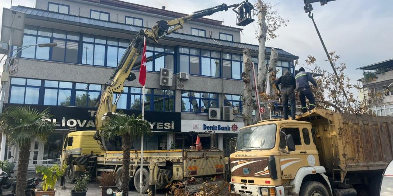 Aydın'da tarihi çınar ağacı devrilme tehlikesine karşı budandı