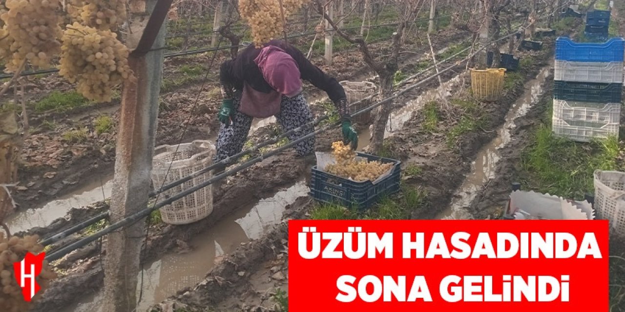 Üzüm hasadında sona gelindi