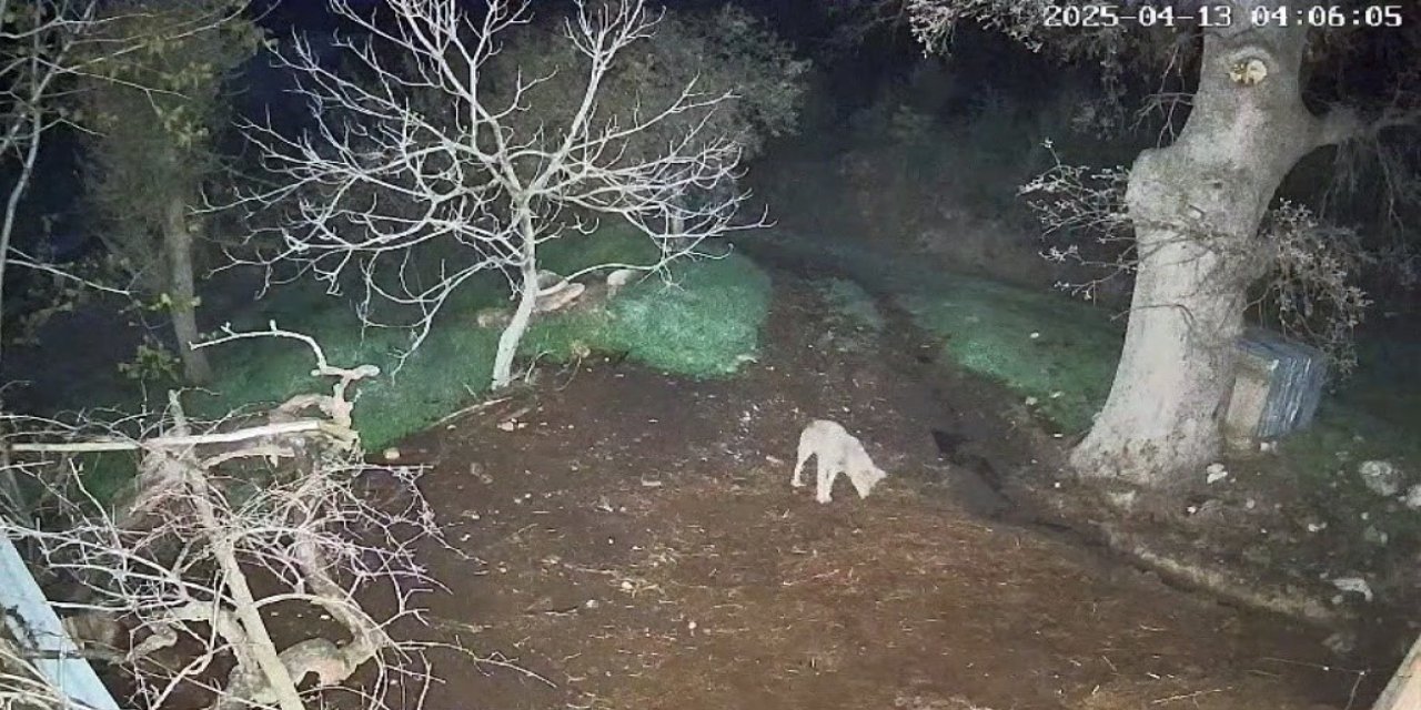 Tüm mahalle tedirgin! Kurt saldırısında 3 koyun telef oldu