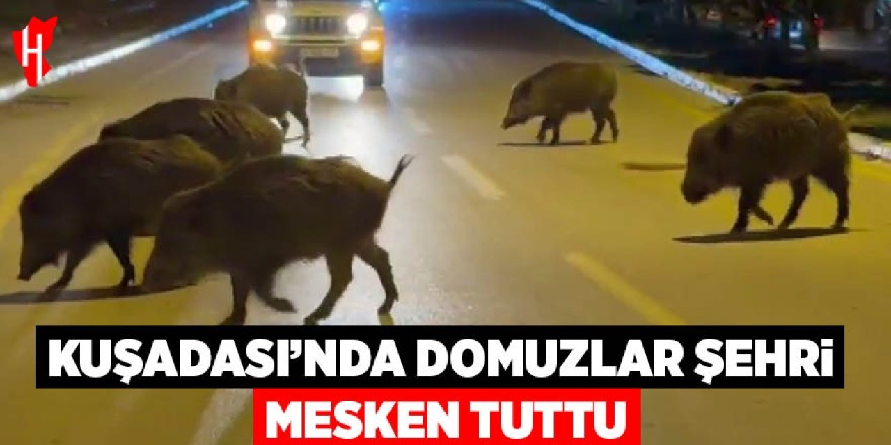 Kuşadası'nda domuzlar şehri mesken tuttu