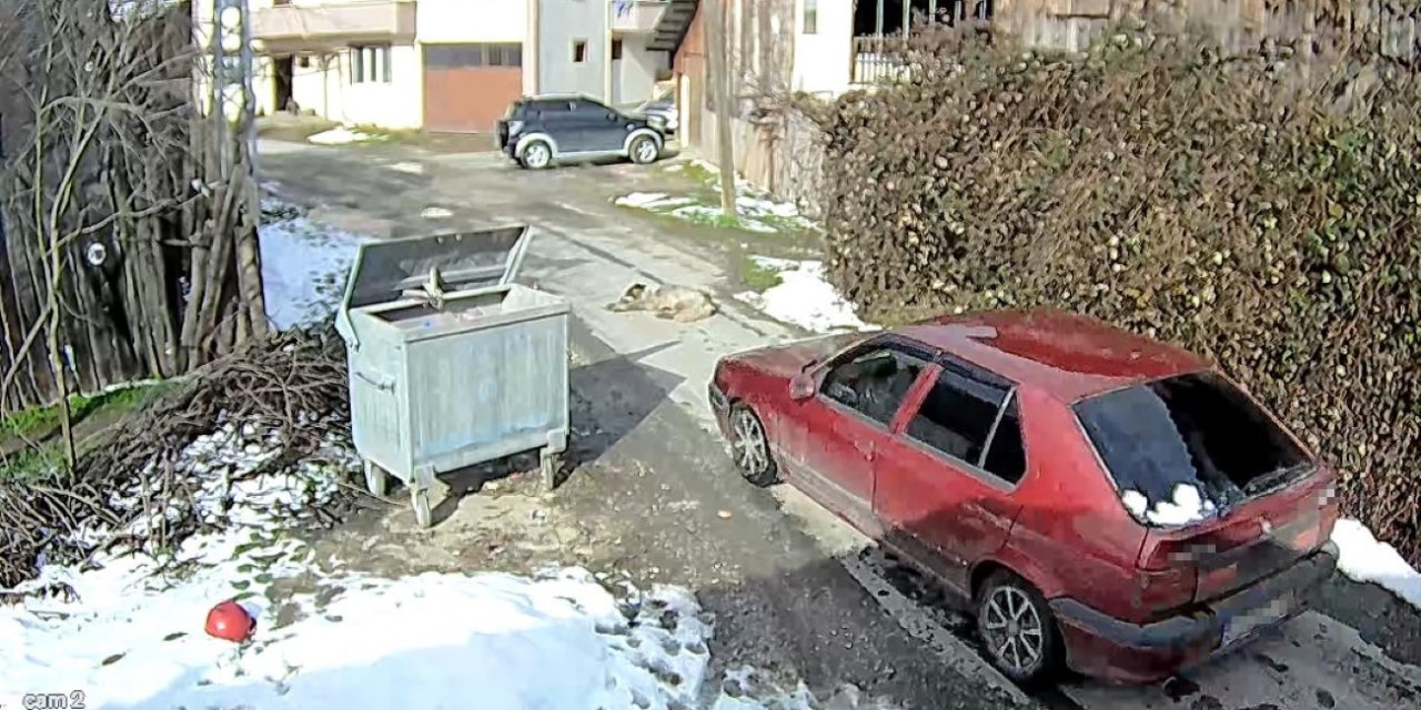 Köpeği ezen sürücü yakalandı