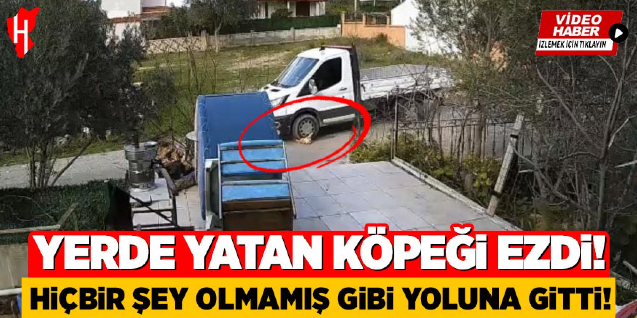 Yerde yatak köpeği ezdi: Hiçbir şey olmamış gibi yoluna gitti