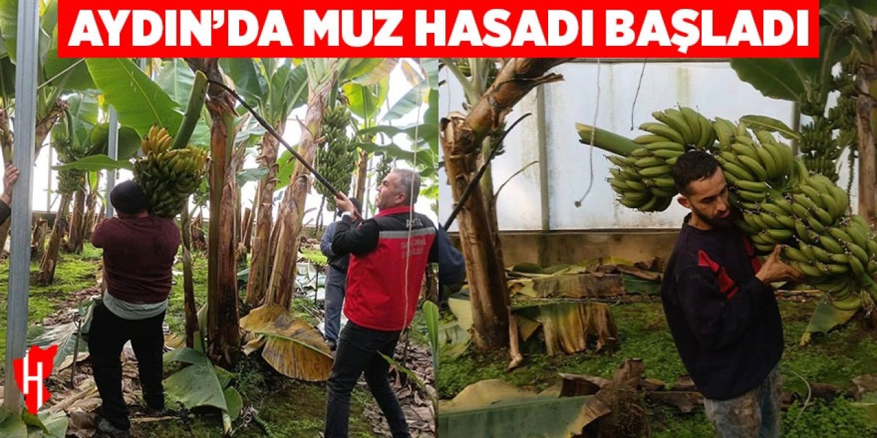 Aydın'da muz hasadı başladı