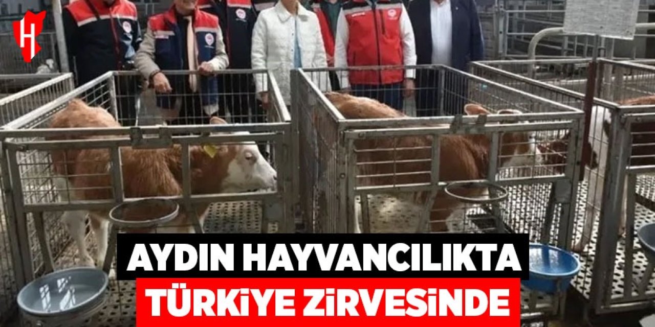 Aydın hayvancılıkta Türkiye zirvesinde