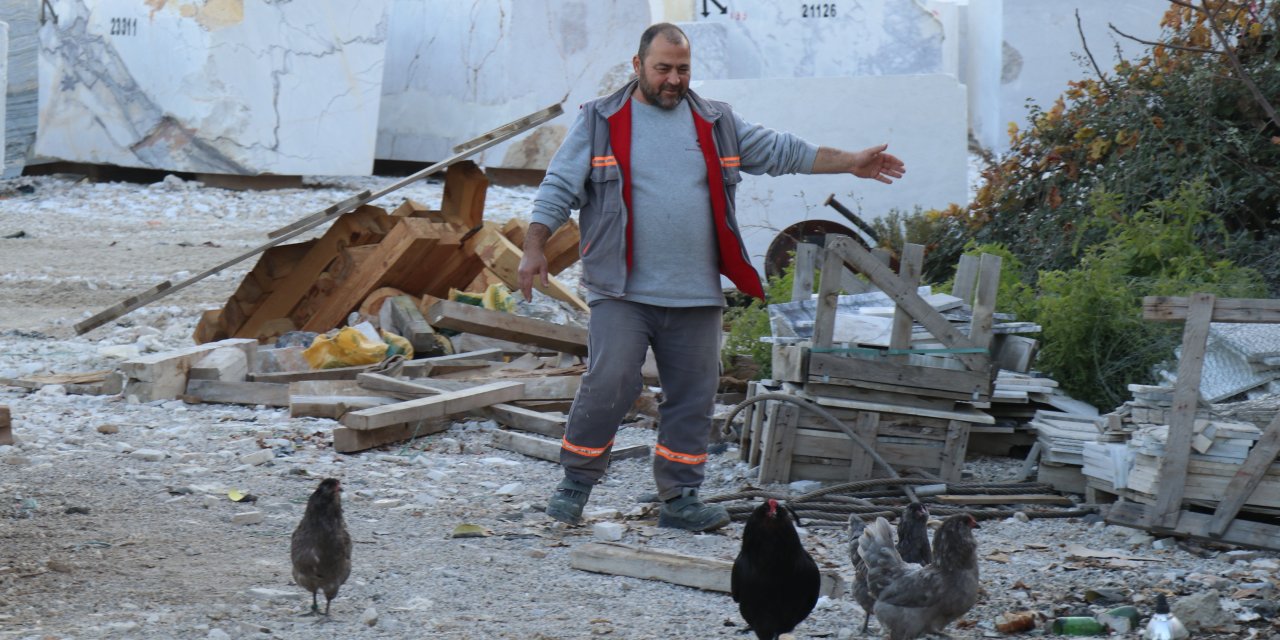 Mermer fabrikasında egzotik mesai: Farklı ırklardaki tavuklar burada yetişiyor