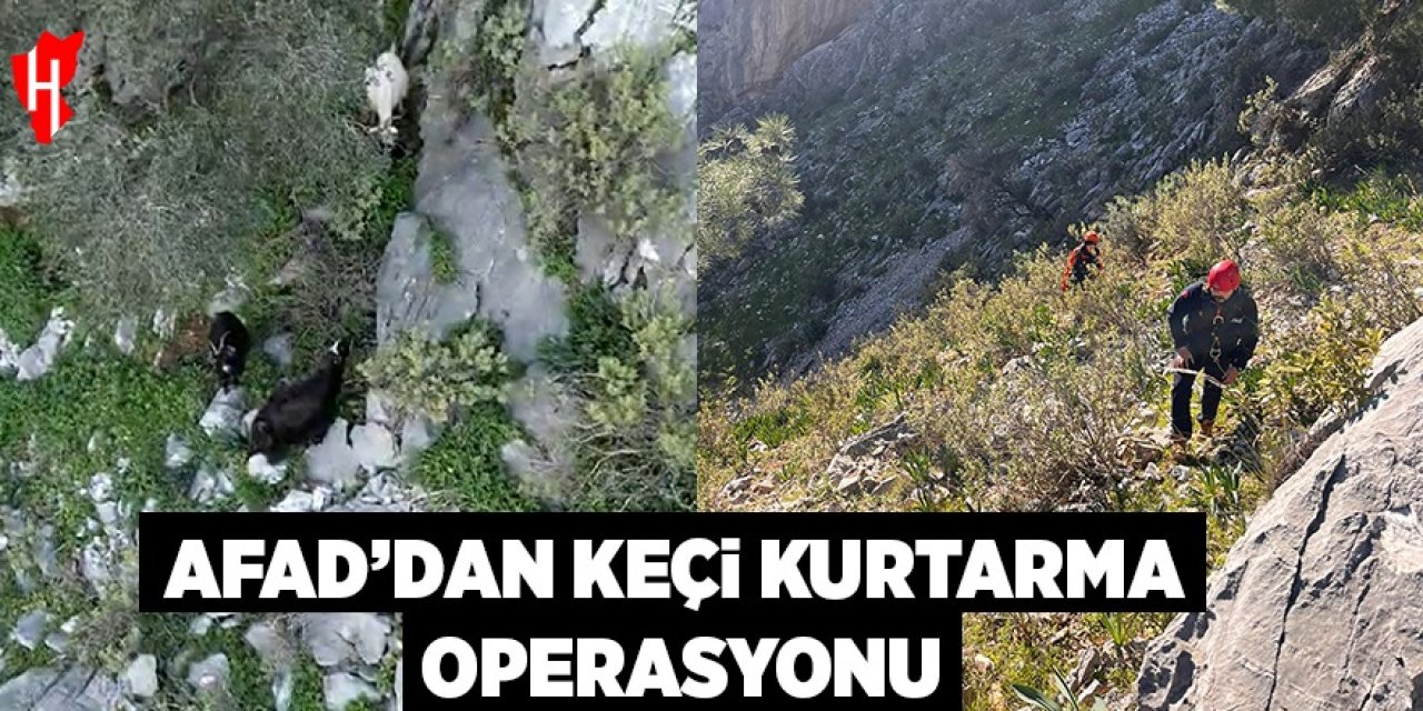 AFAD’dan keçi kurtarma operasyonu