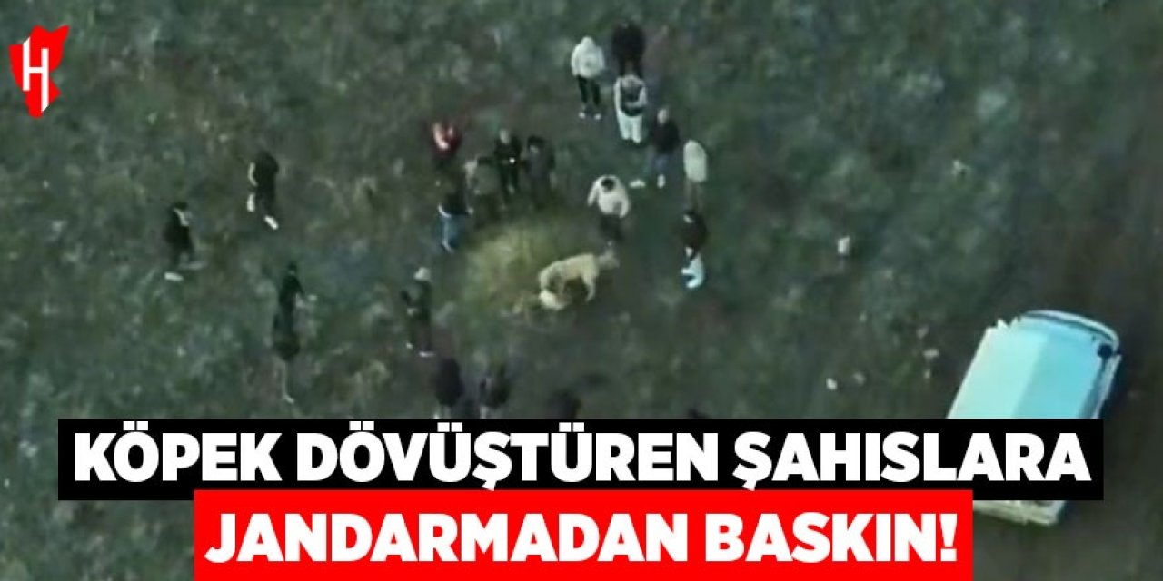 Köpek dövüştüren şahıslara jandarmadan dronlu baskın