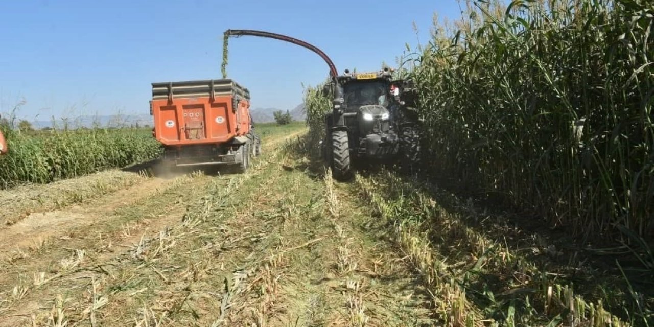 Aydın’da kaba yem üretimi artıyor