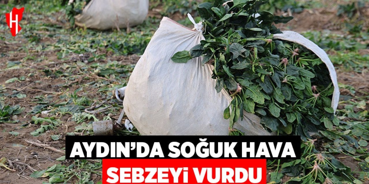 Aydın’da soğuk hava sebzeyi vurdu