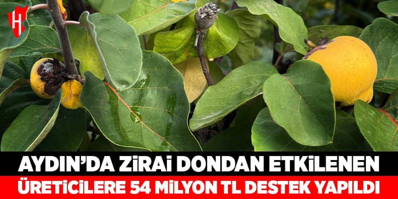 Aydın'da bir yılda zirai dondan etkilenen üreticilere 54 milyon TL destek yapıldı
