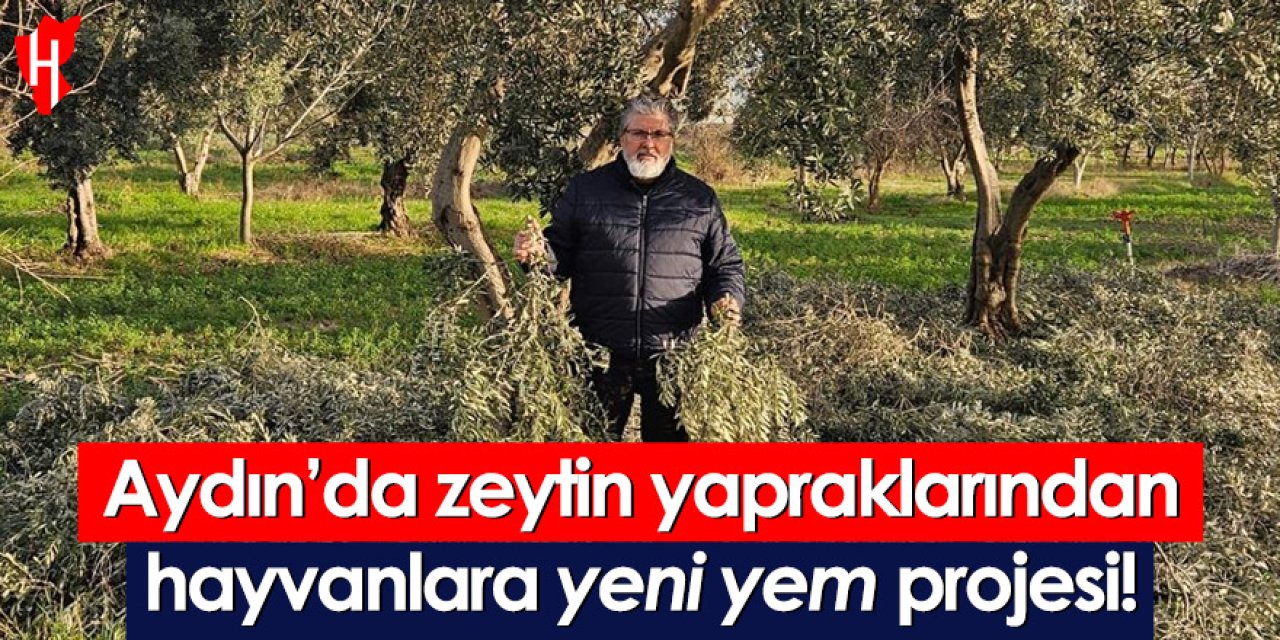 Aydın’da zeytin yapraklarından hayvanlara yeni yem projesi