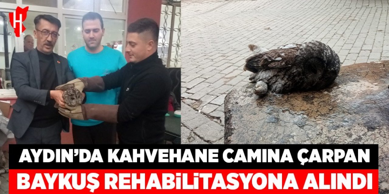 Aydın'da kahvehane camına çarpan baykuş rehabilitasyona alındı