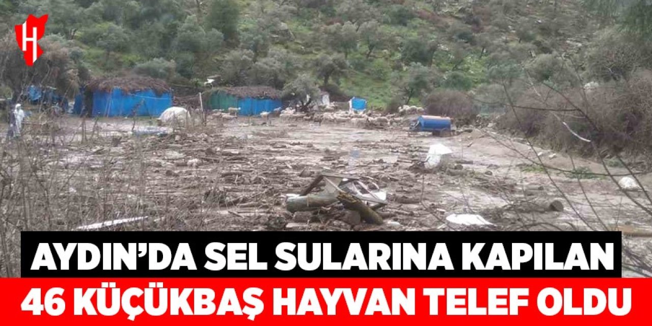 Aydın'da sel sularına kapılan 46 küçükbaş hayvan telef oldu