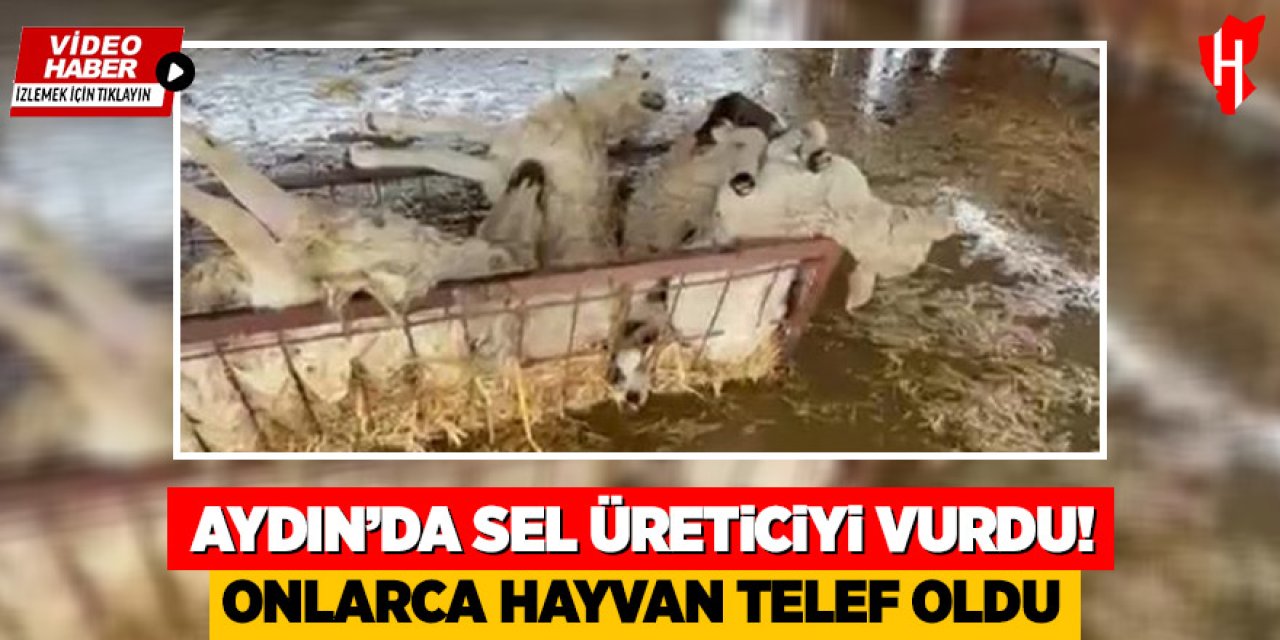 Aydın'da sel üreticiyi vurdu: Onlarca hayvan telef oldu