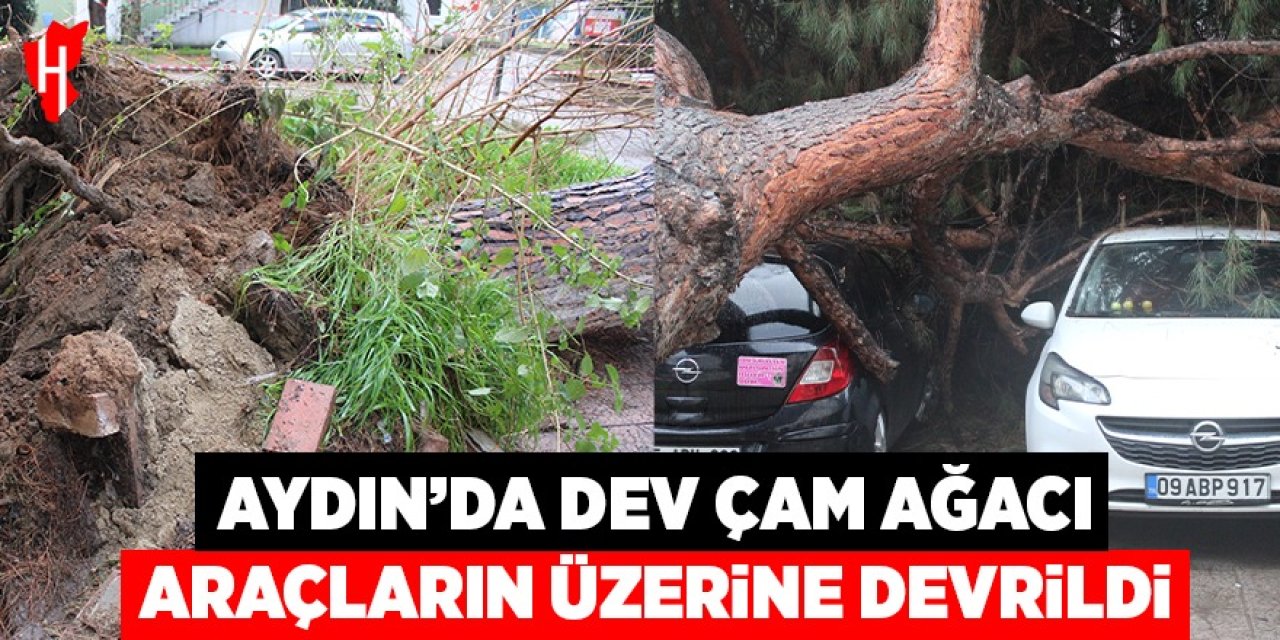 Aydın'da dev çam ağacı araçların üzerine devrildi