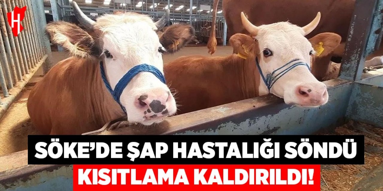 Söke'de şap hastalığı söndü, kısıtlama kaldırıldı