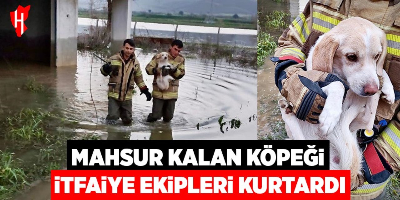 Mahsur kalan köpeği itfaiye kurtardı