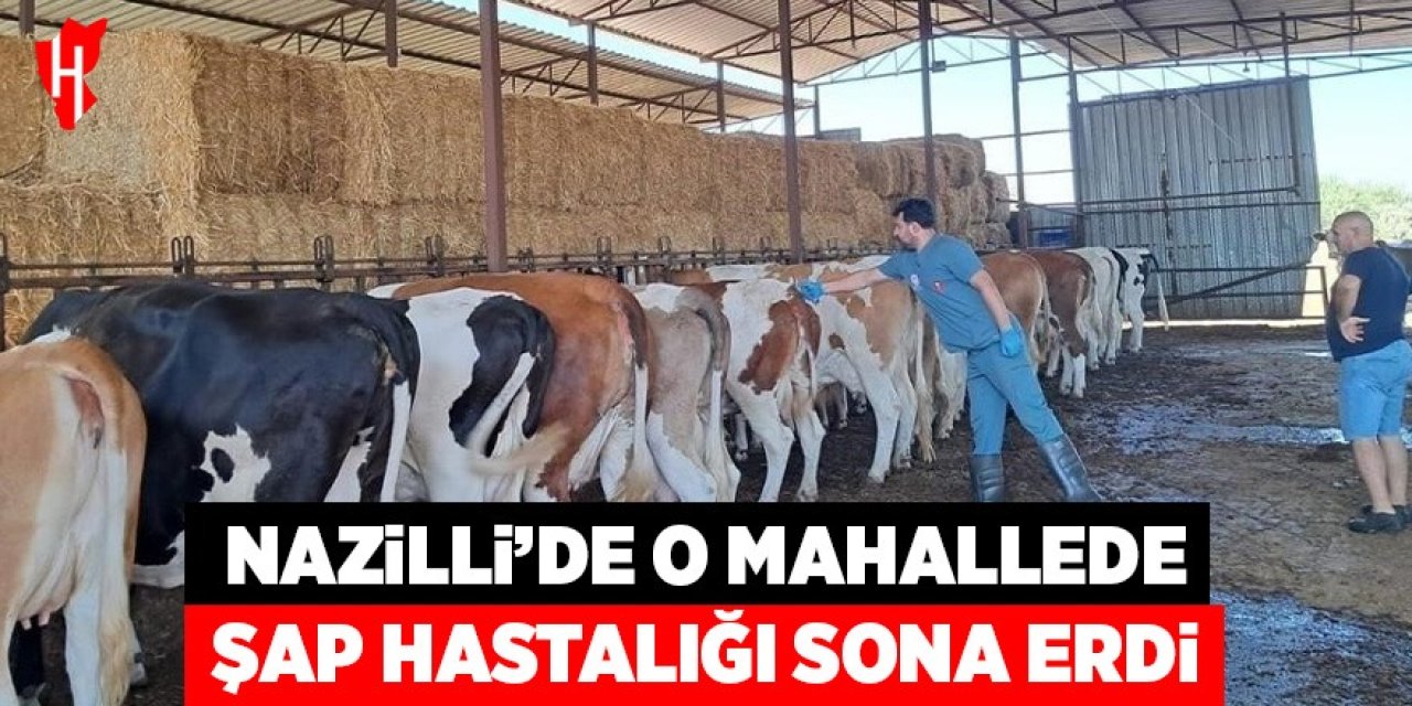 Nazilli'de o mahallede Şap Hastalığı sona erdi
