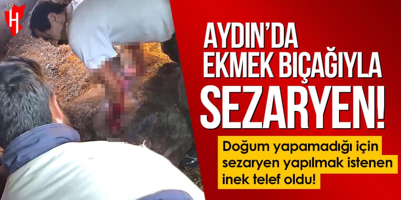 Aydın’da doğum yapamayan inek: Bıçakla sezaryen yapılmak istenirken telef oldu