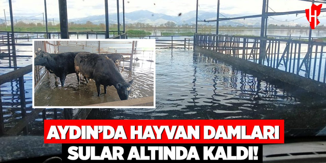 Aydın'da hayvan damları sular altında kaldı: Hayvanlar tahliye ediliyor