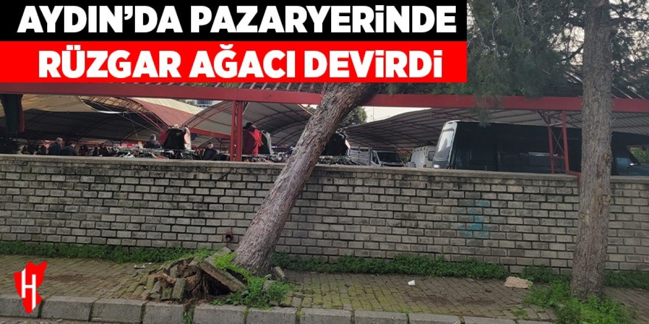 Aydın'da rüzgar ağacı devirdi