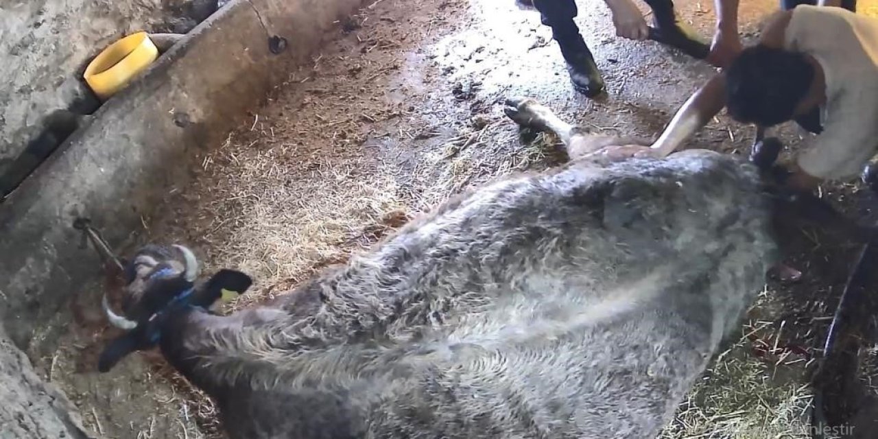 Ekmek bıçağıyla ineğe sezaryen yapan adam konuştu!