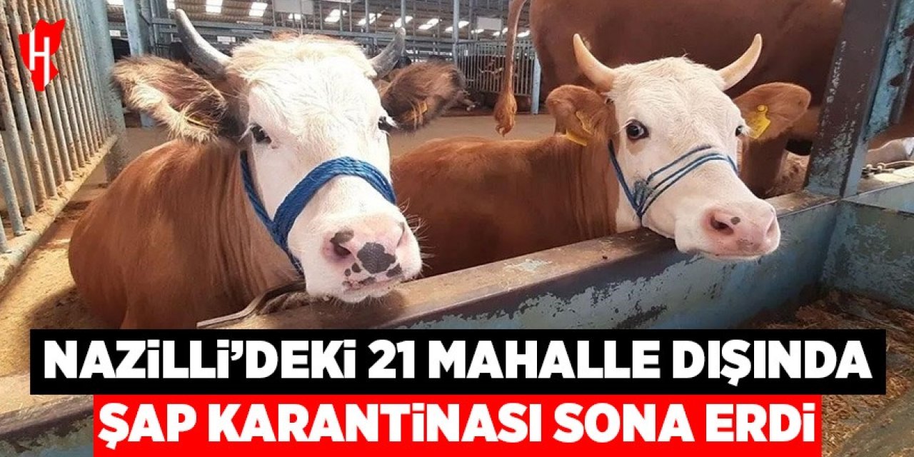 Nazilli'de 21 mahalle dışında şap karantinası sona erdi