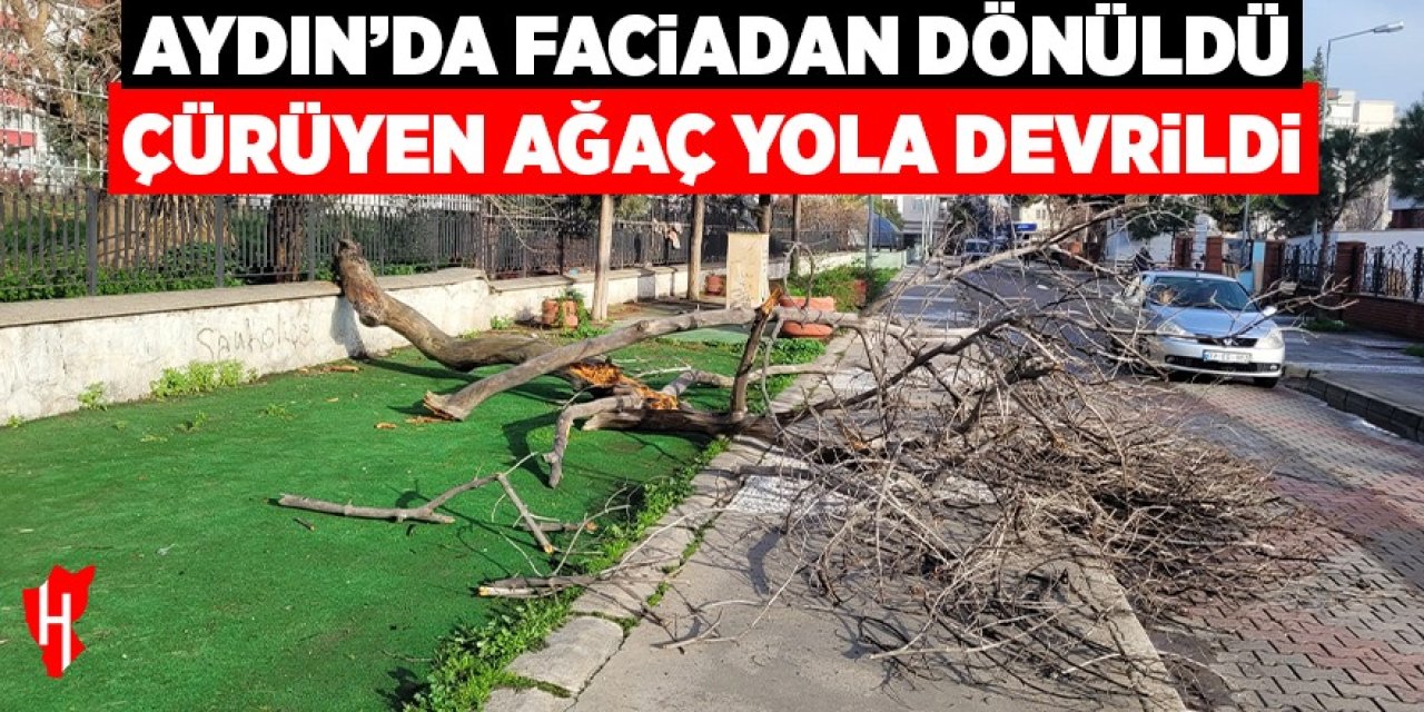 Aydın'da çürüyen ağaç yola devrildi