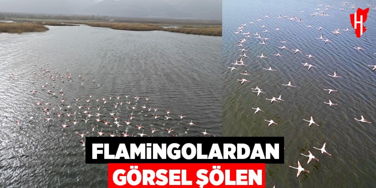 Flamingolar görsel şölen sundu