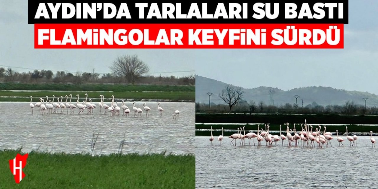 Aydın'da tarlaları su bastı, flamingolar keyfini sürdü