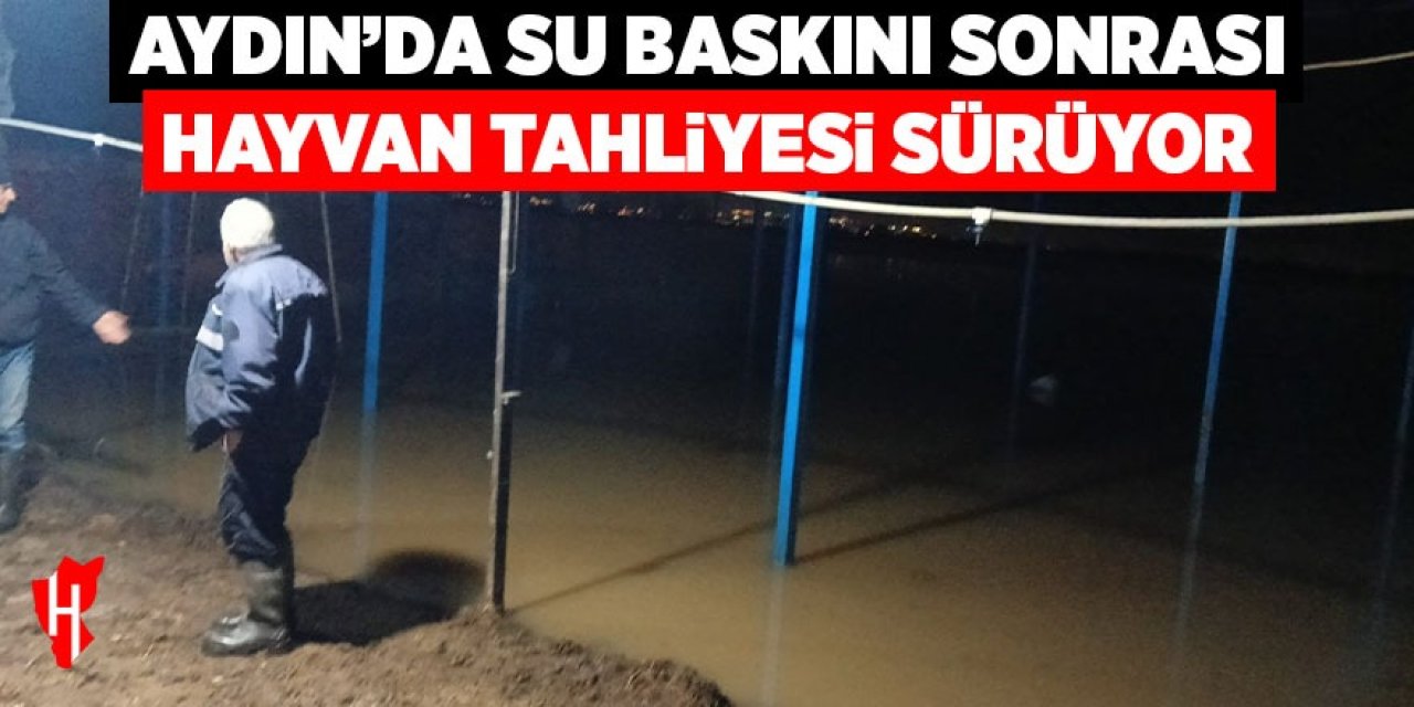 Aydın'da su baskını sonrası hayvan tahliyesi sürüyor