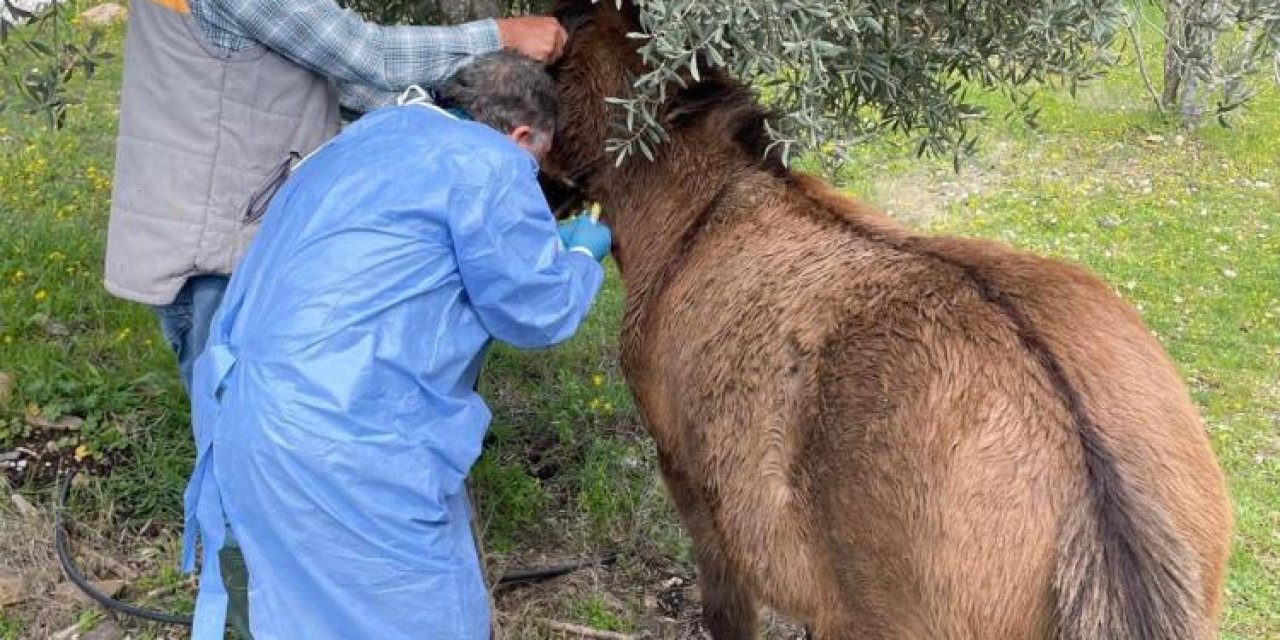 İncirliova’da Afrika At Vebası’na karşı çalışma başlatıldı