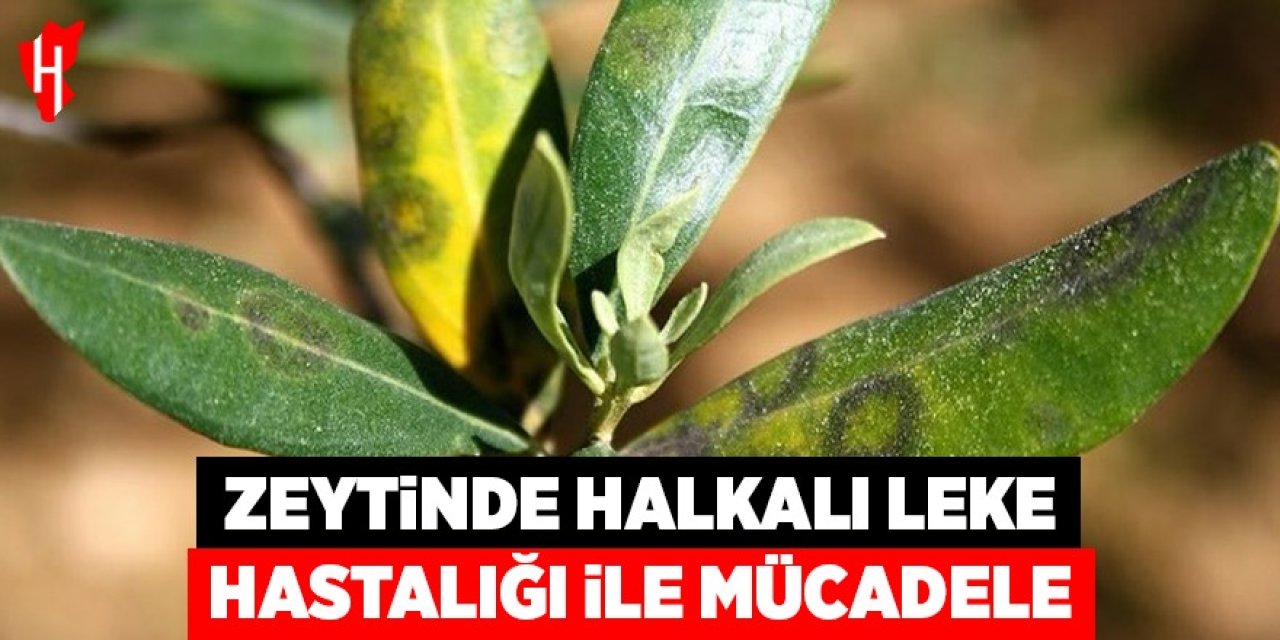 Zeytinde halkalı leke hastalığı ile mücadele çağrısı