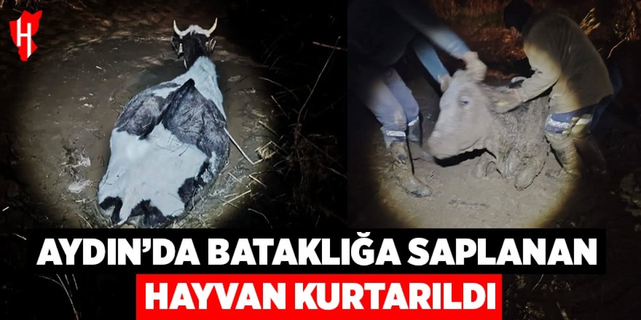 Aydın'da bataklığa saplanan hayvan kurtarıldı