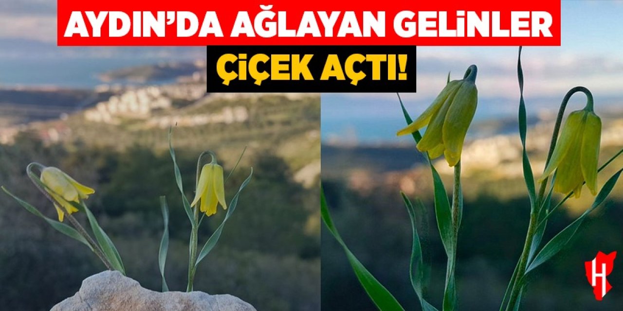 Aydın'da Ağlayan Gelinler çiçek açtı