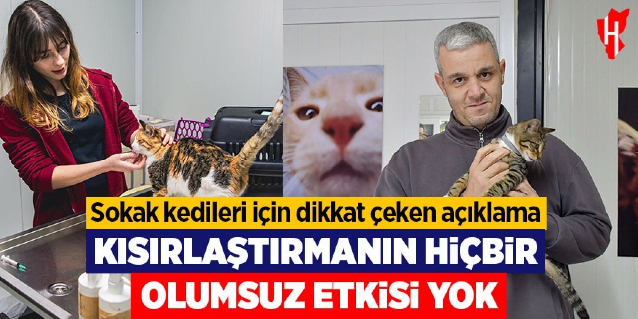 Sokak kedileri için dikkat çeken açıklama: Kısırlaştırmanın hiçbir olumsuz etkisi yok