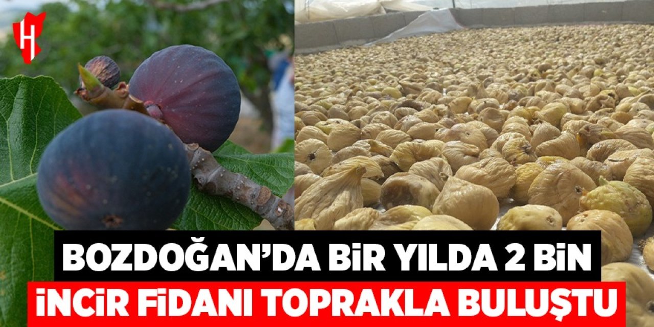 Bozdoğan'da bir yılda 2 bin incir fidanı toprakla buluştu