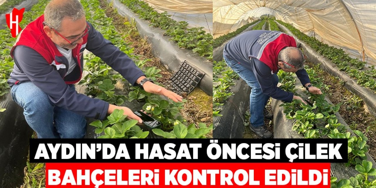 Aydın'da hasat öncesi çilek bahçeleri kontrol edildi