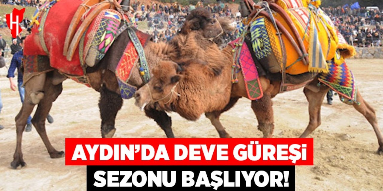 Aydın'da deve güreşi sezonu başlıyor