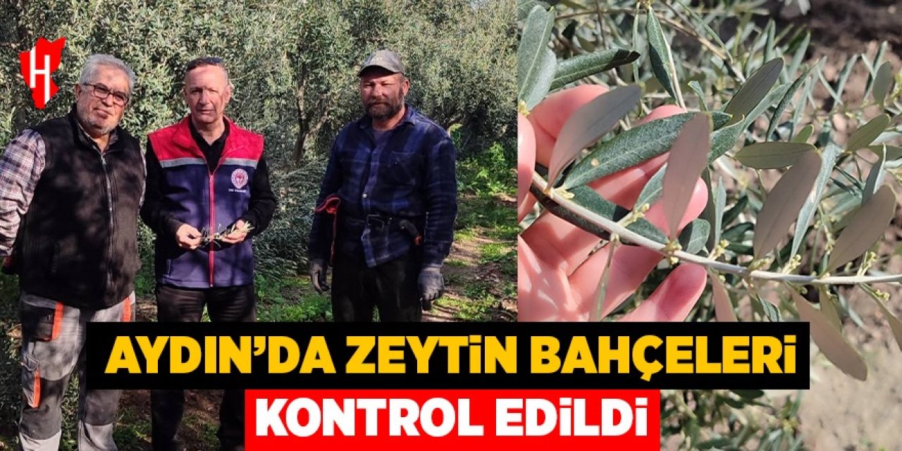 Aydın’da zeytin bahçeleri kontrol edildi