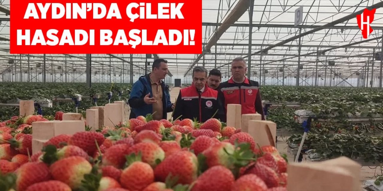 Aydın’da çilek hasadı başladı