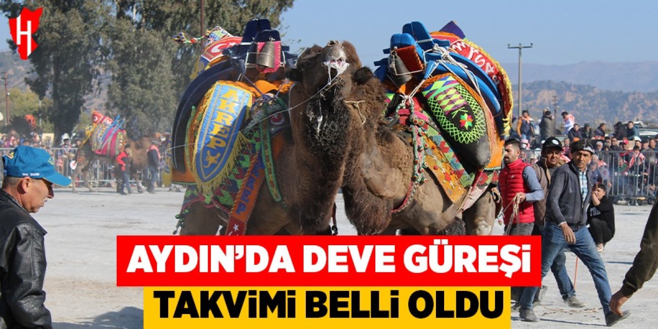 Aydın'da deve güreşi takvimi belli oldu