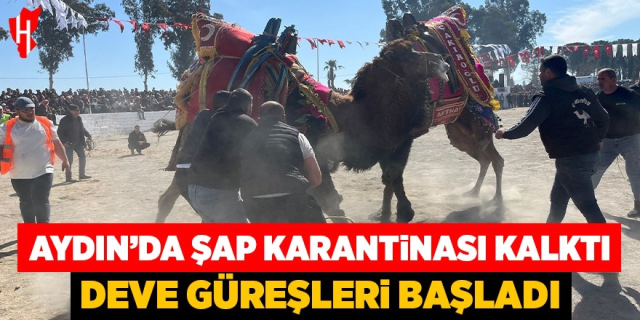 Şap karantinası kalktı, deve güreşleri İncirliova’da başladı