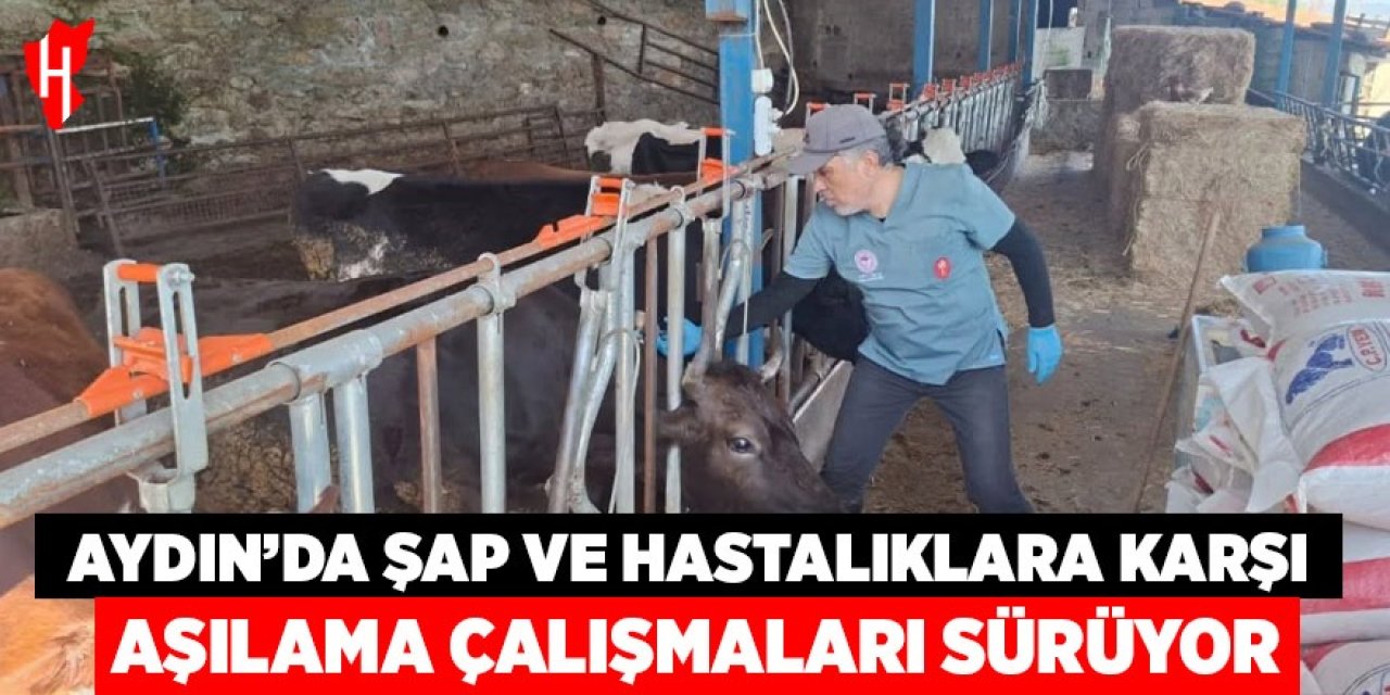Aydın'da şap ve hastalıklara karşı aşılama çalışmaları sürüyor