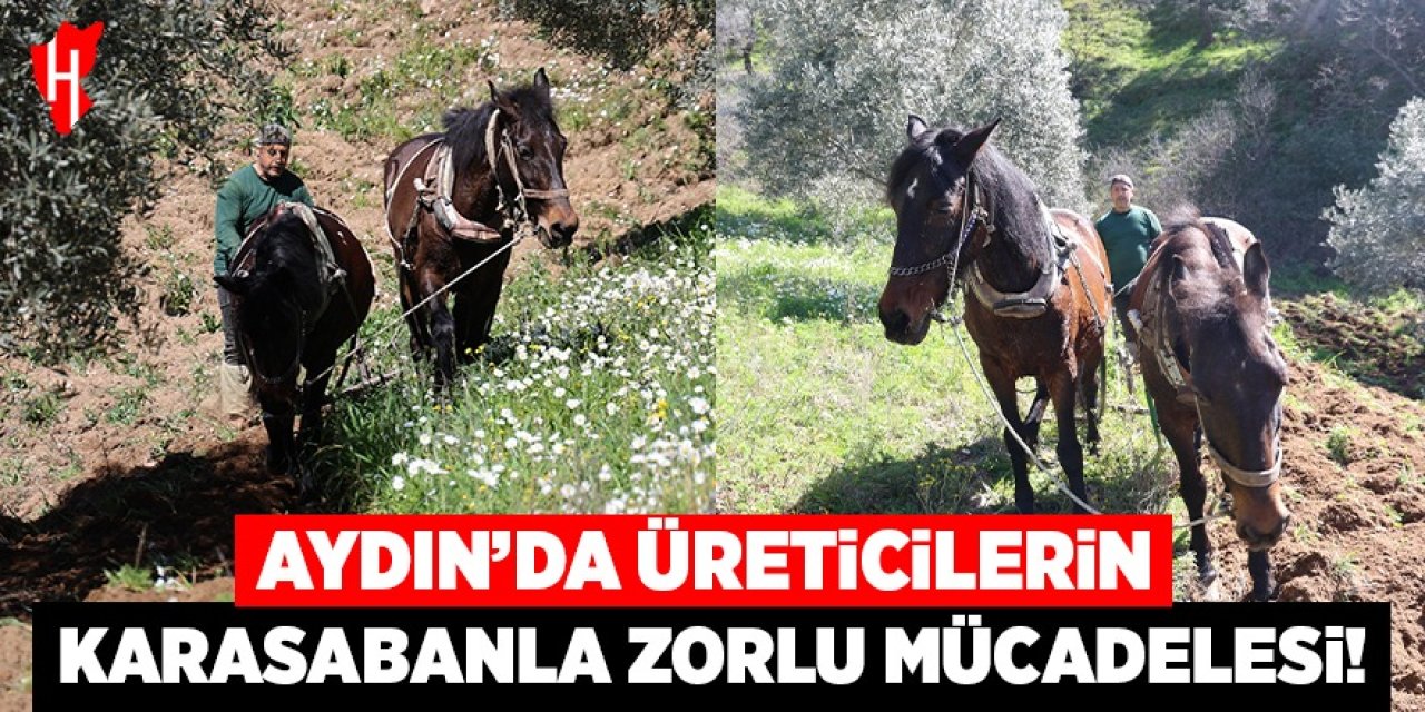 Aydın dağlarında incir ve zeytin üreticisinin karasabanla zorlu mücadelesi başladı