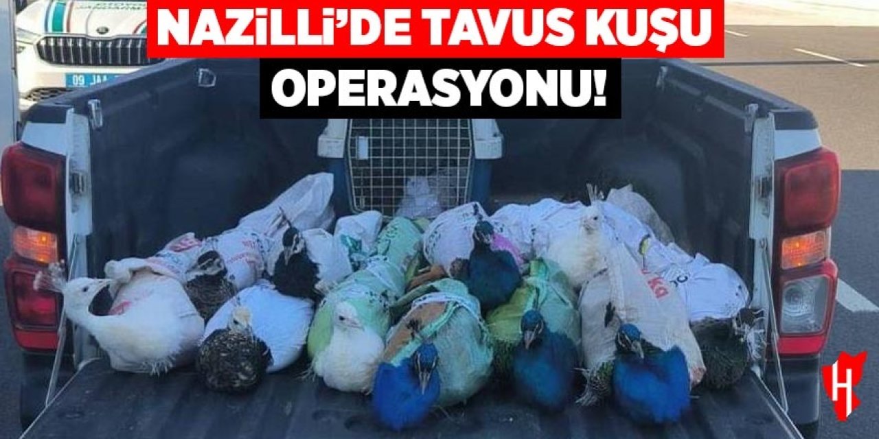 Nazilli’de tavus kuşu operasyonu