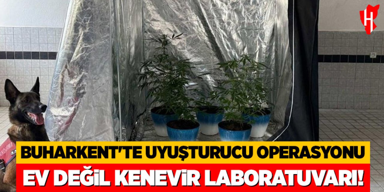 Buharkent’te uyuşturucu operasyonu: Ev değil kenevir laboratuvarı