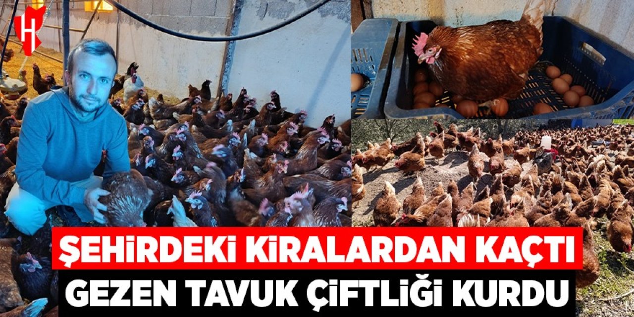 Ev kiraları şehirden kaçırdı, köyde "gezen tavuk" çiftliği kurdu